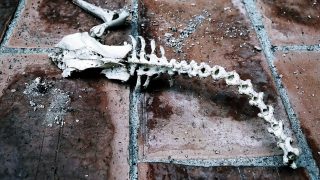 気になる猫背。簡単!!背骨S字チェック
